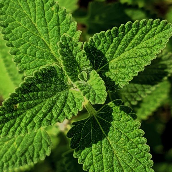 Fresh mint leaves