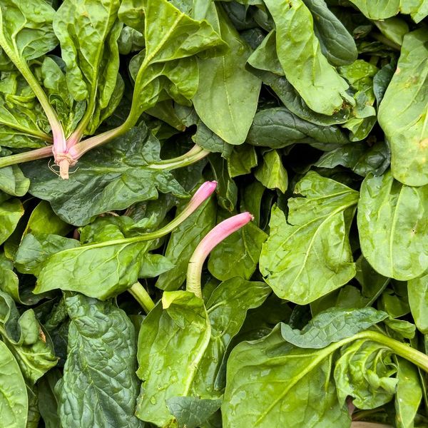 Fresh spinach leaves